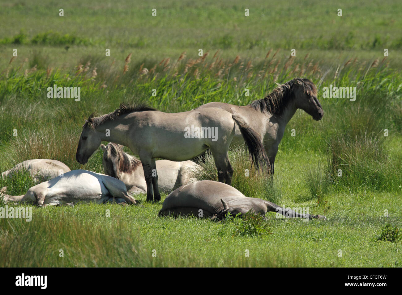 Konik Pony - aka polacco cavallo primitivo. Foto Stock