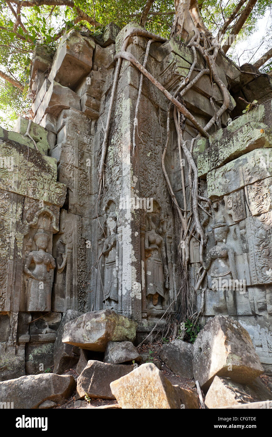 Banyan alberi sulle rovine di Beng Mealea tempio, Cambogia Foto Stock