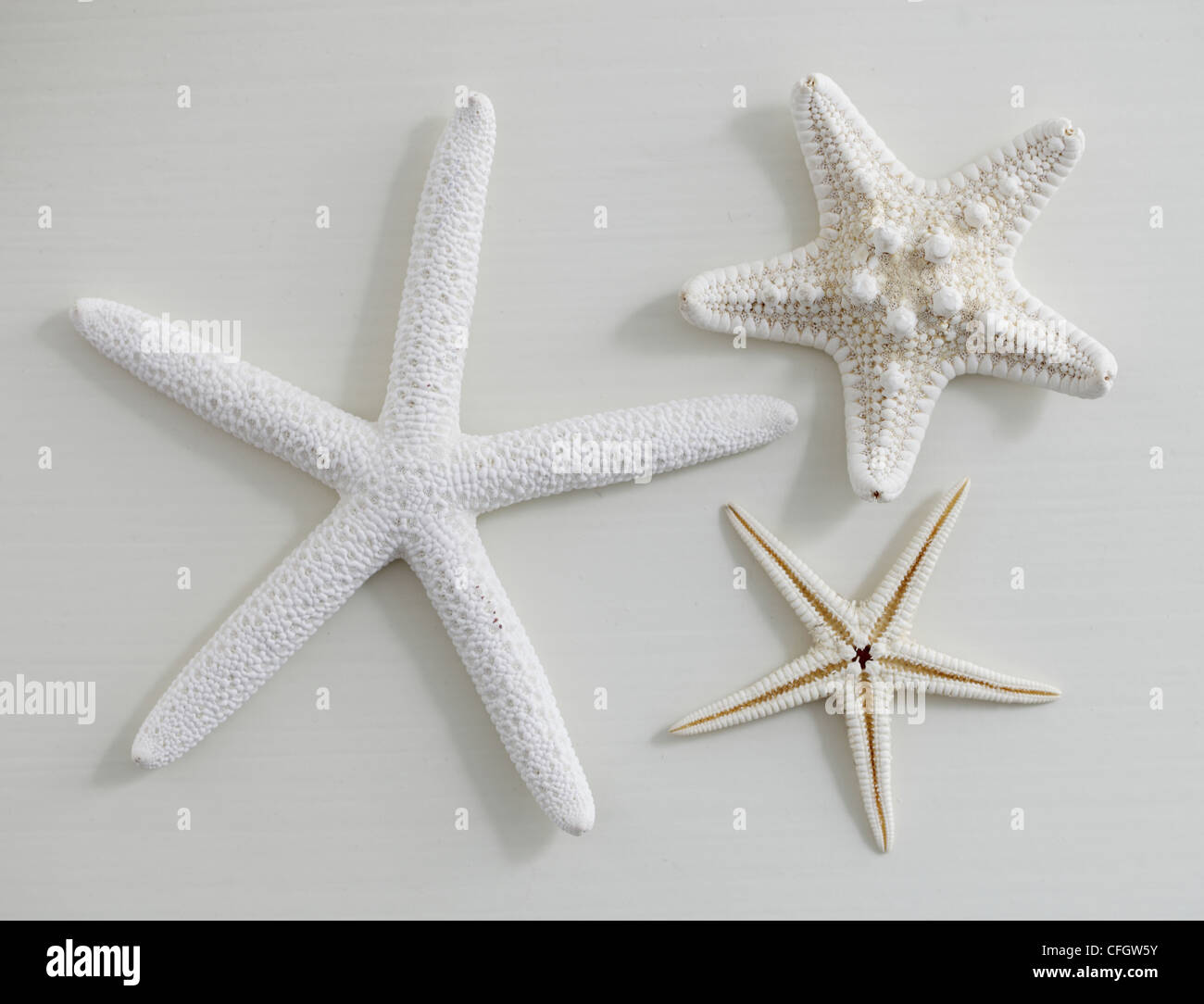 Starfish: Coastal Still Life Foto Stock