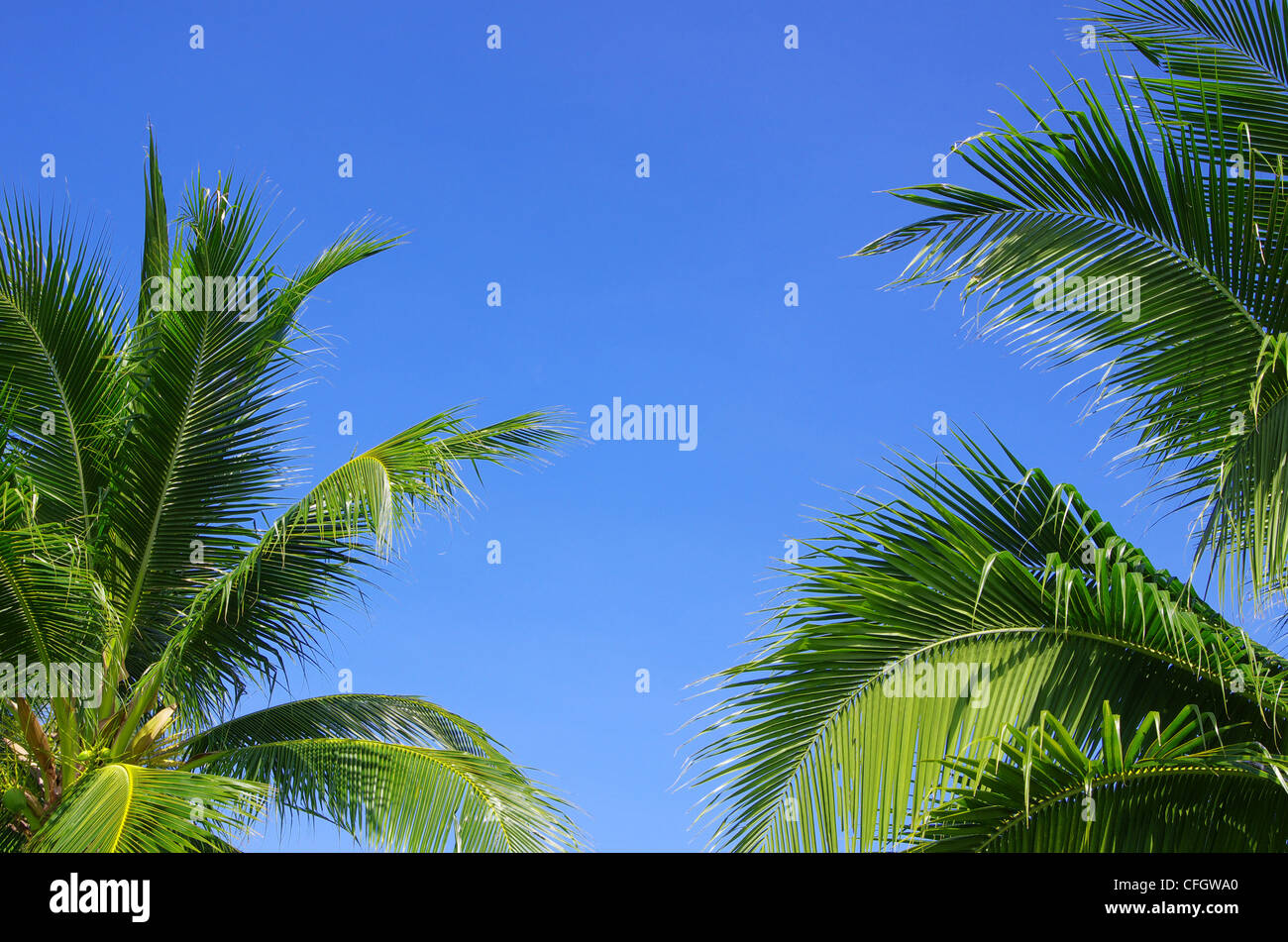 Green Palm tree sul cielo blu sullo sfondo Foto Stock