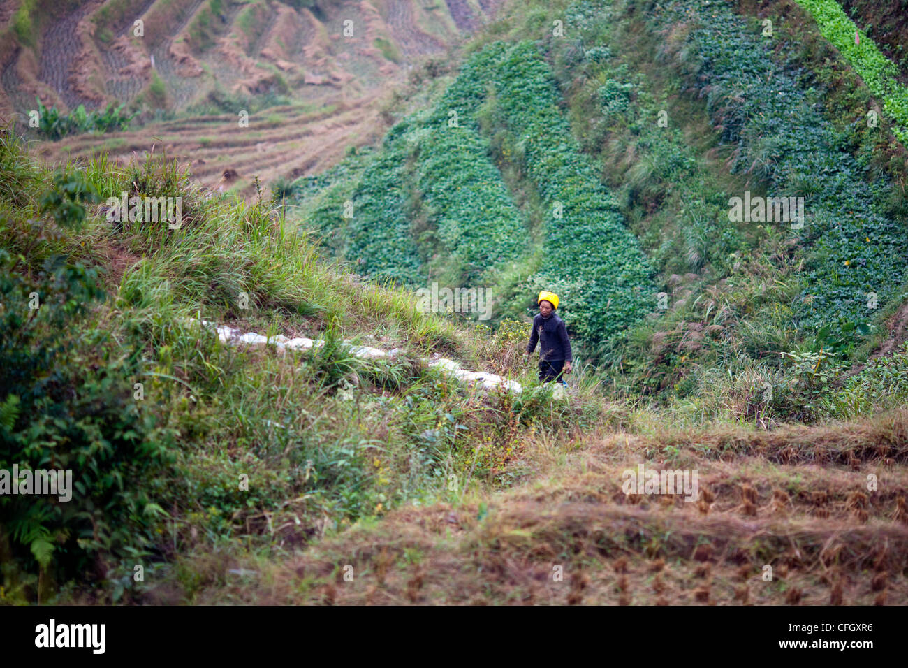 Longji (Dragon's Backbone) Campi di riso terrazzati, Longsheng, Cina Foto Stock