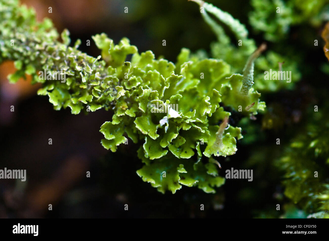 Un Cladonia colonia di lichene che cresce su un masso in una foresta di faggio. Foto Stock