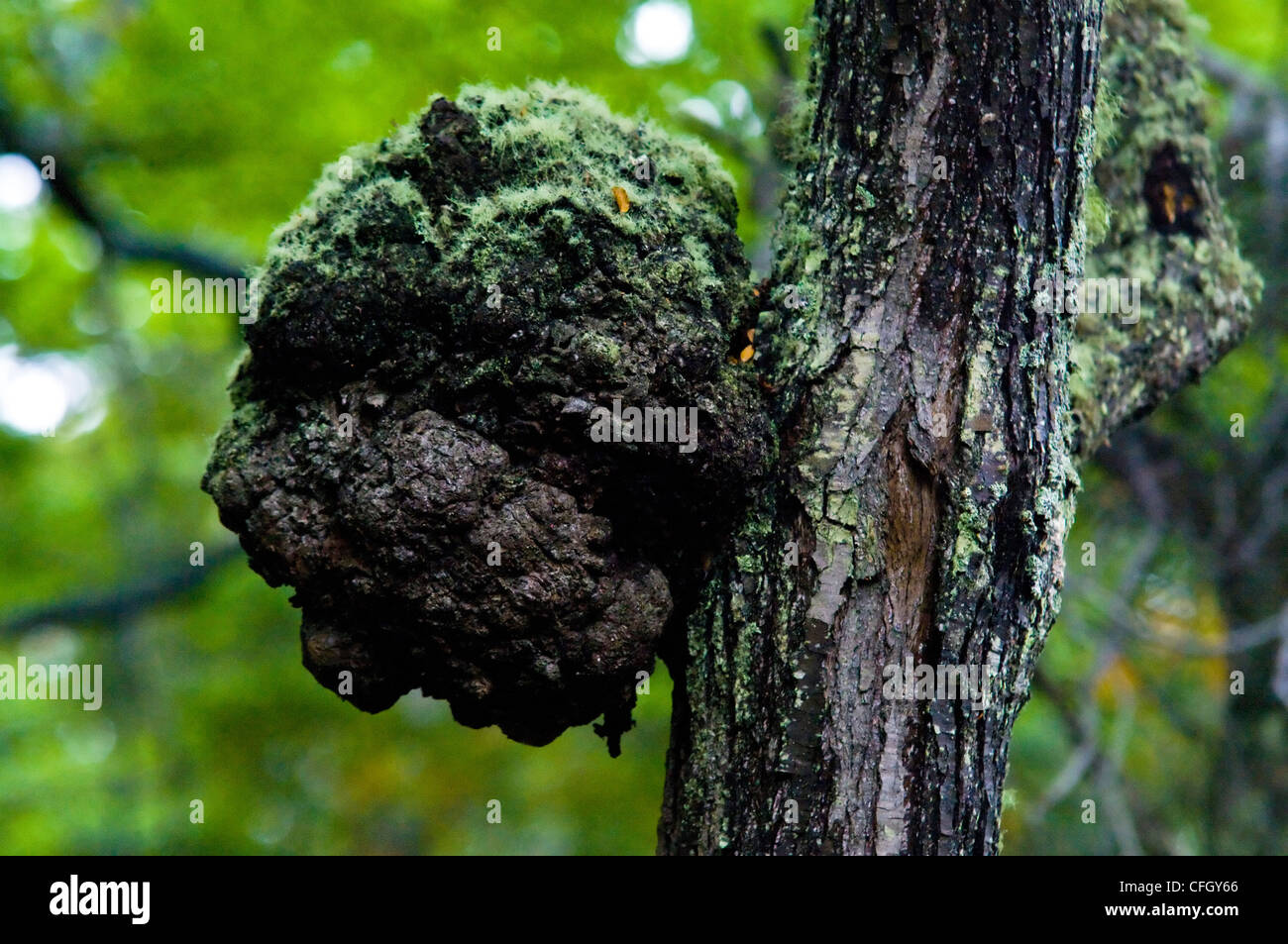 Muschi e licheni corona un fungo-indotta gall di legno su un tronco di albero. Foto Stock