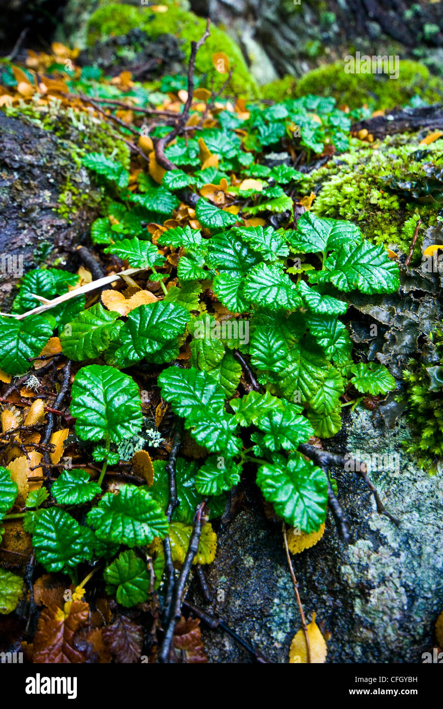 Rubus geoides una bacca-la produzione di pianta che cresce su una foresta di Boulder. Foto Stock