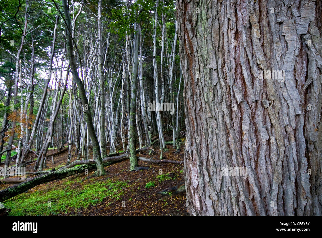 La corteccia scanalata di un faggio tronco di albero in una montagna radura. Foto Stock