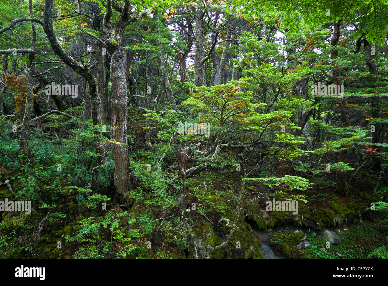 Un primordiale fitta e rigogliosa sud della foresta di faggio in una valle alpina. Foto Stock