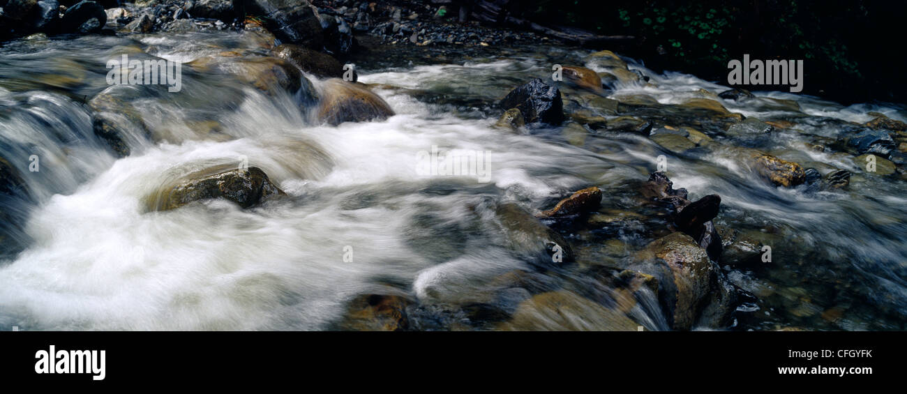Un torrente alpino scorre su grossi massi in un letto del fiume in una foresta di faggio. Foto Stock