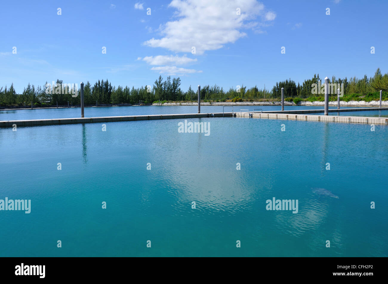 UNEXSO Delfinario di Freeport, Bahamas Foto Stock
