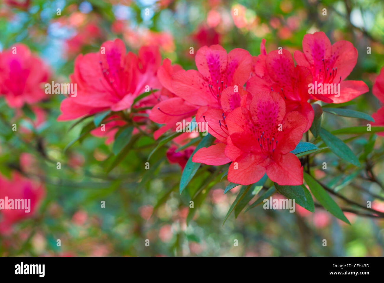 Azalea (Rhododendron simsii Planch) Foto Stock