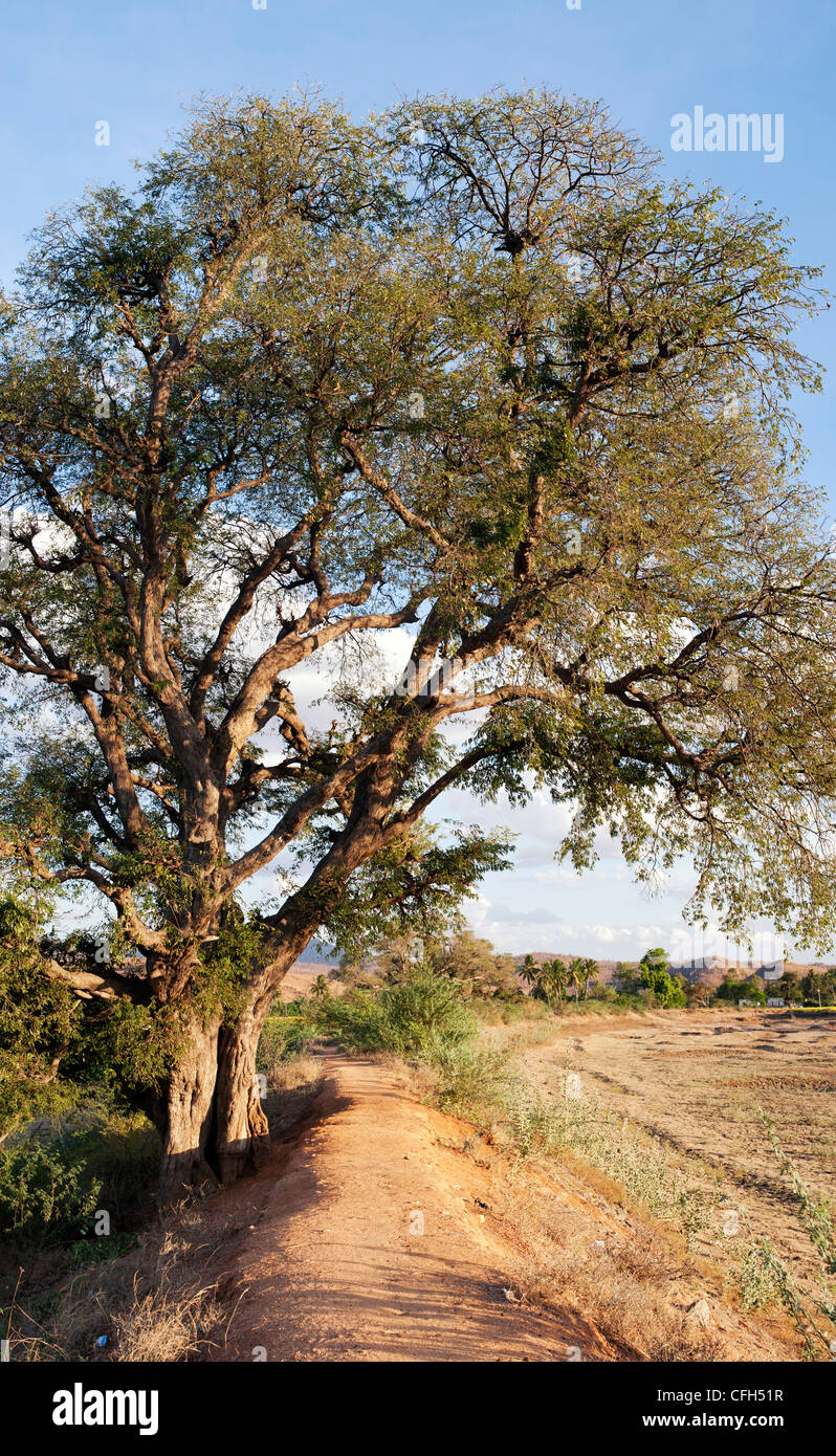 Tamarindus indica . Albero di tamarindo nella campagna indiana. Andhra Pradesh, India Foto Stock