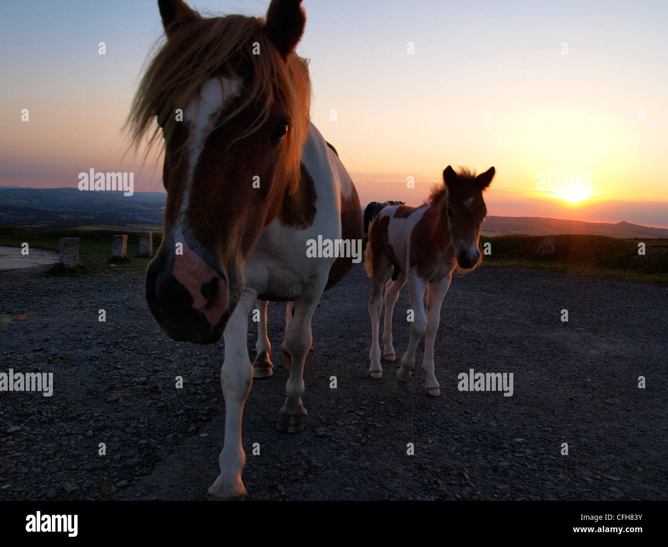 Dartmoor pony e fallo, Devon, Regno Unito Foto Stock