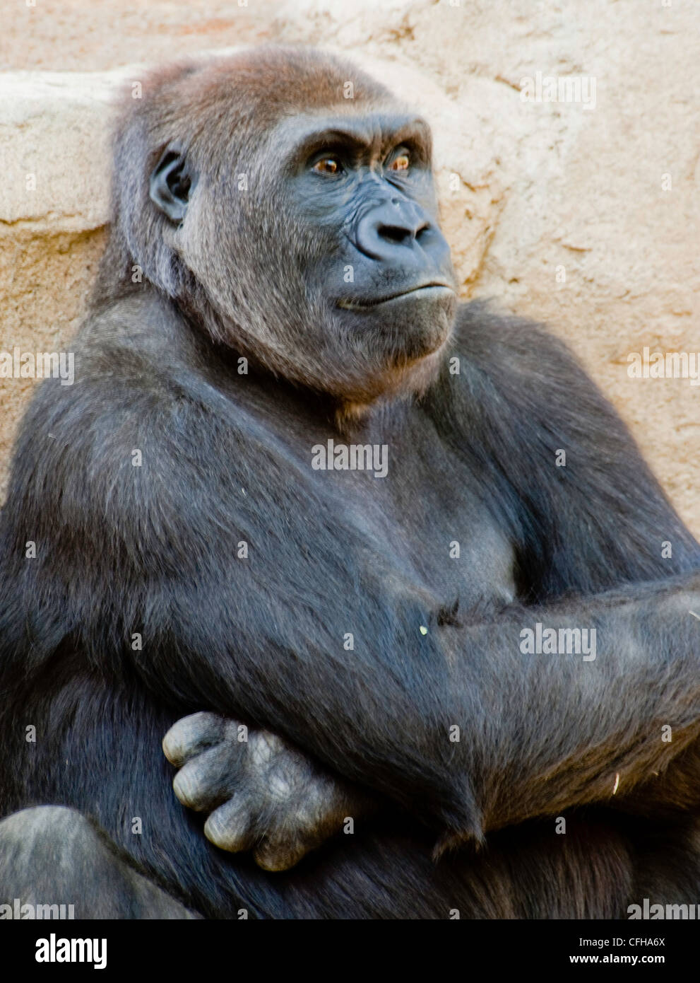 Bassopiano occidentale gorilla in zoo Foto Stock