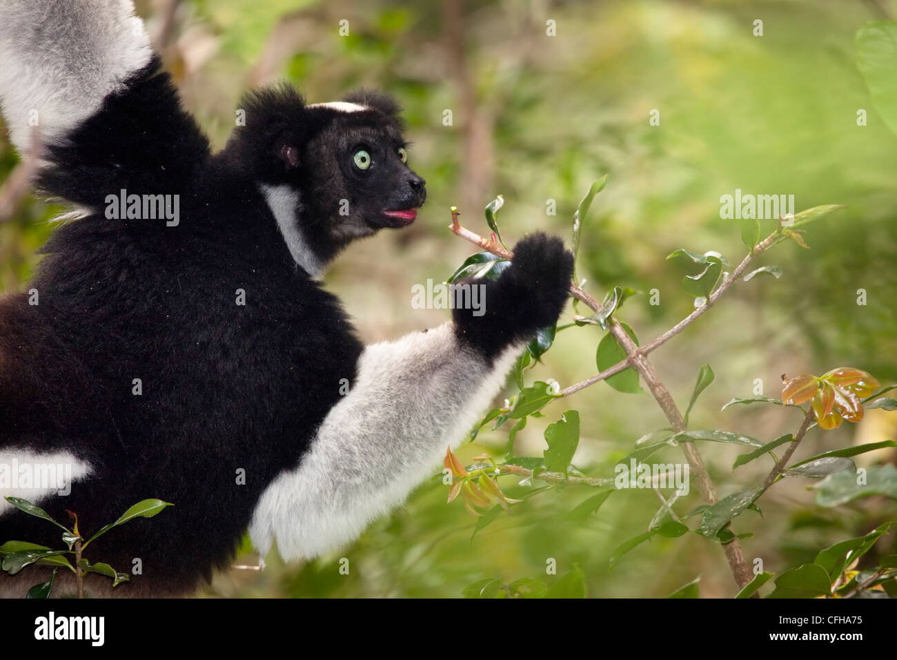 Indri alimentazione nella foresta pluviale tropicale, Andasibe-Mantadia Parco nazionale del Madagascar. IUCN specie in via di estinzione. Foto Stock