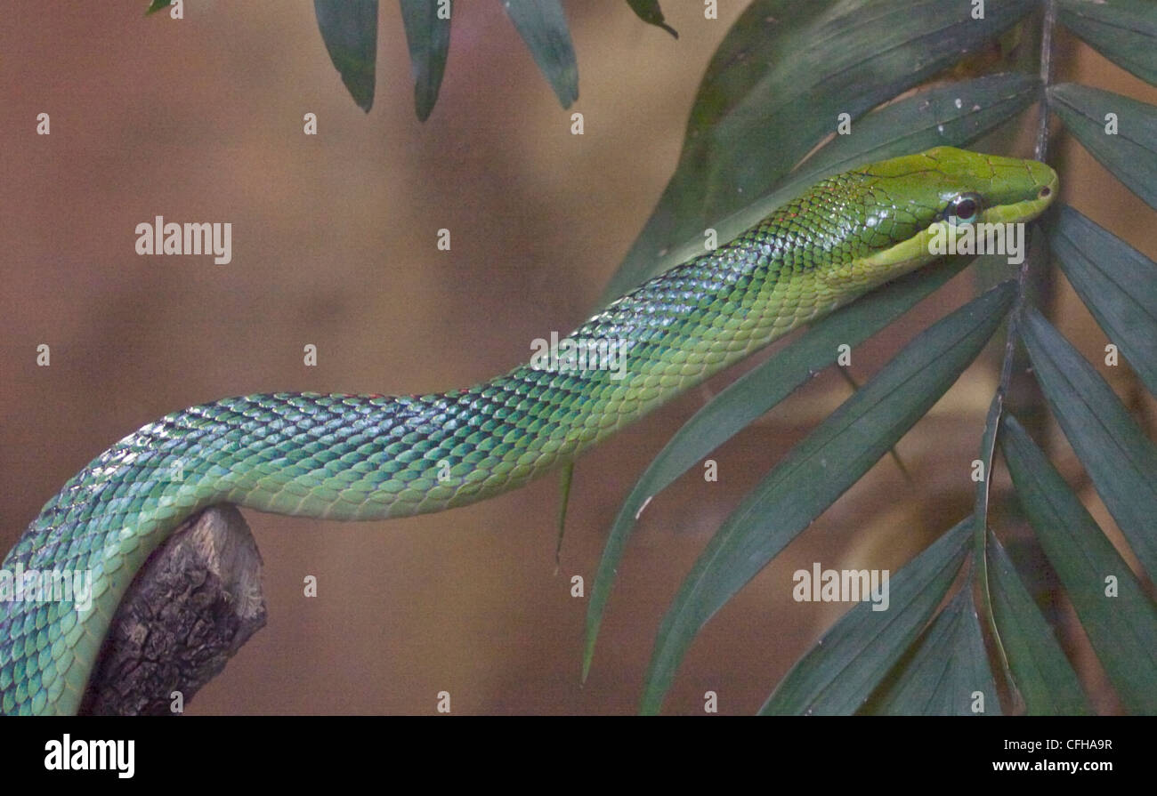 Rosso Verde codato Biacco (gonyosoma oxycephalum) Foto Stock