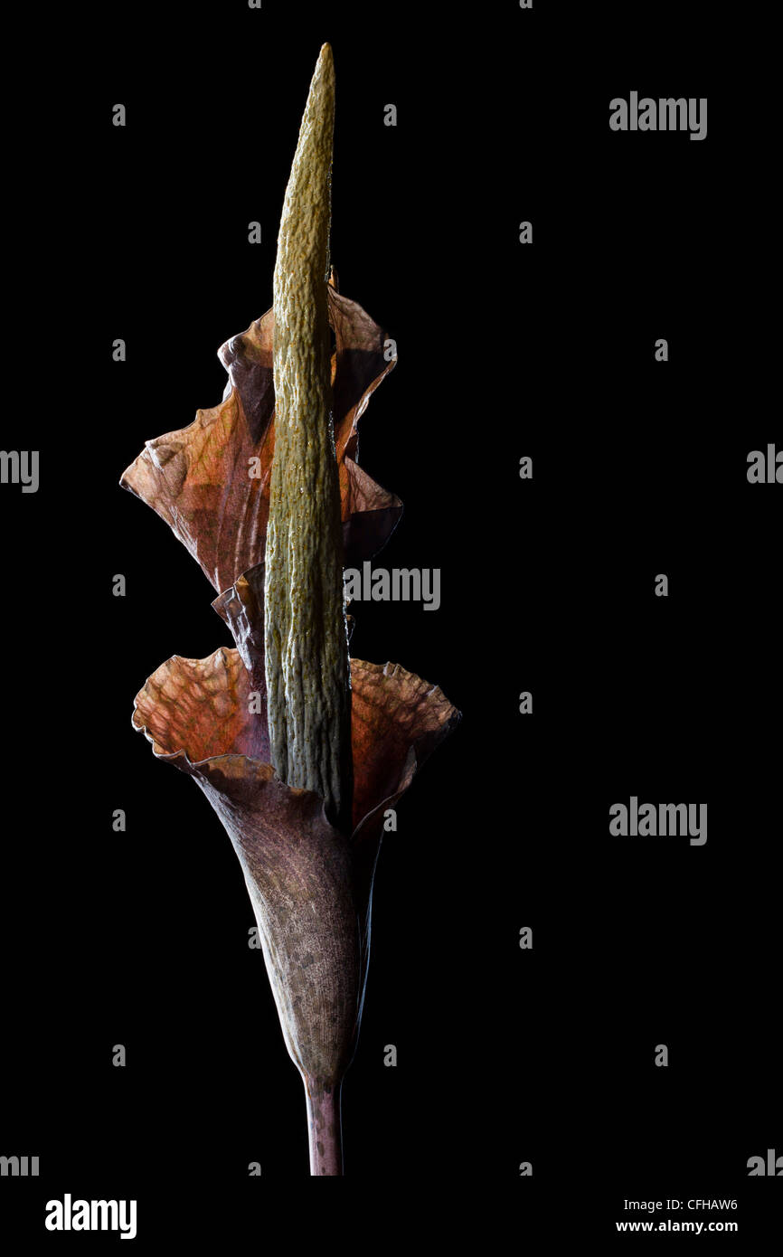 Infiorescenza enorme di Amorphophallus sp, retroilluminato. Tutto il fiore spike 6ft di altezza. Kirindy Forest, Madagascar Foto Stock