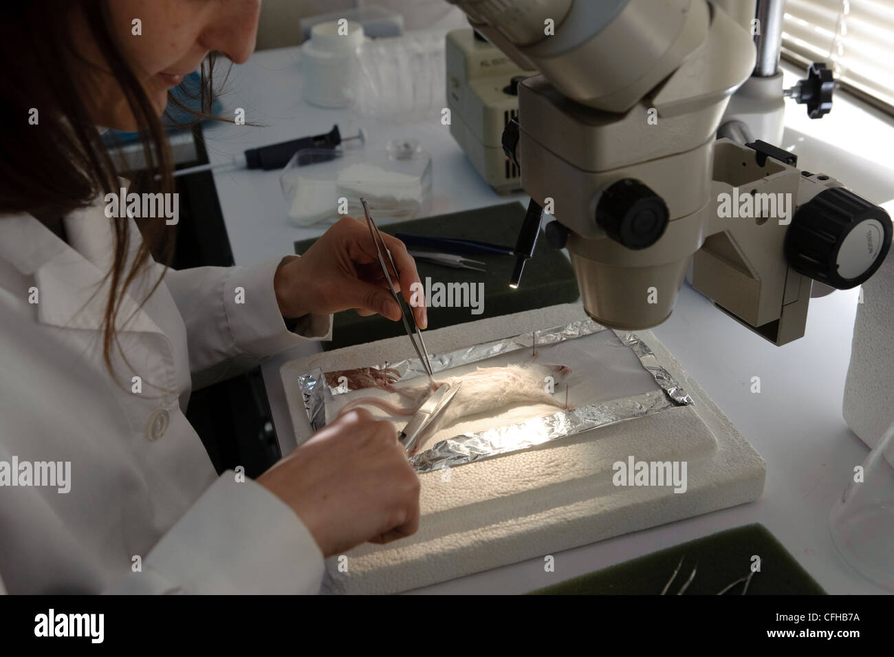 Il biologo la dissezione di un mouse in laboratorio durante la ricerca in biologia Foto Stock