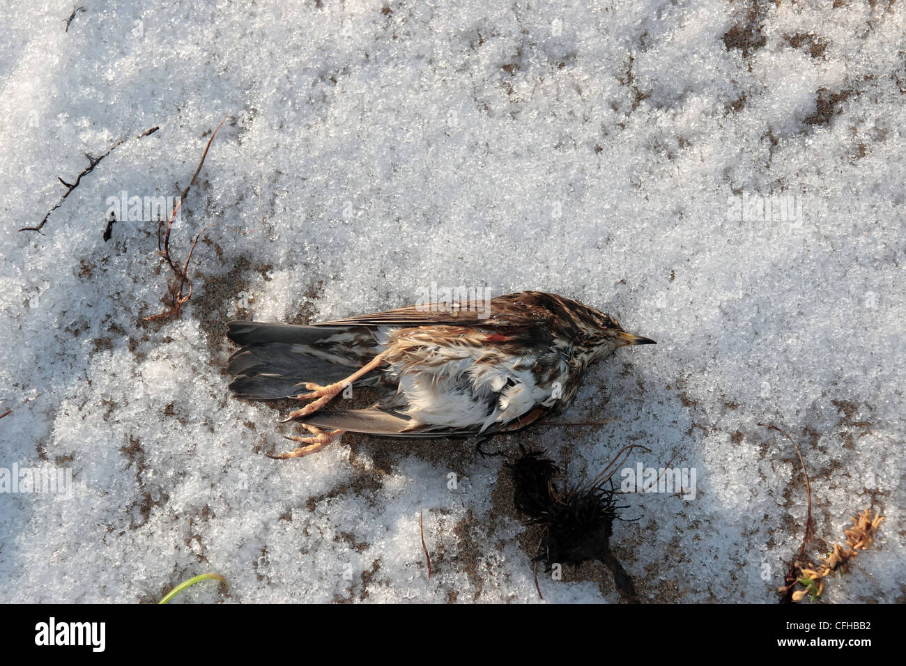 Un uccello morto su una spiaggia a causa del brusco freddo inverno Foto Stock