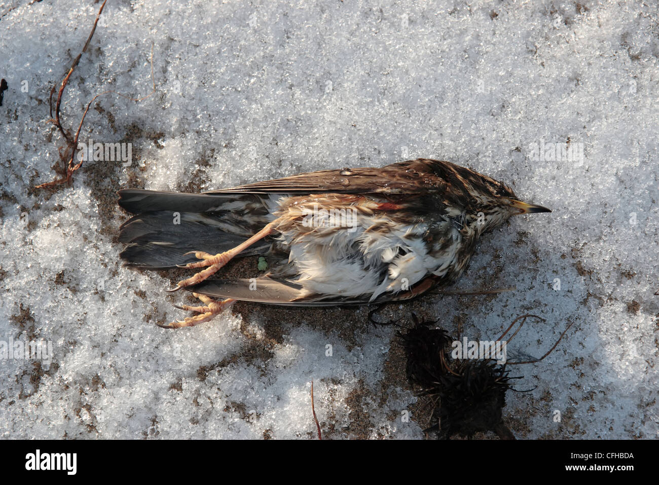 Un uccello morto su una spiaggia a causa del brusco freddo inverno Foto Stock