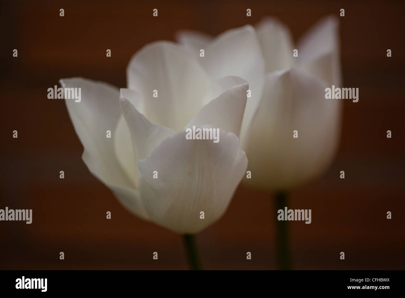Tulipani bianchi Foto Stock