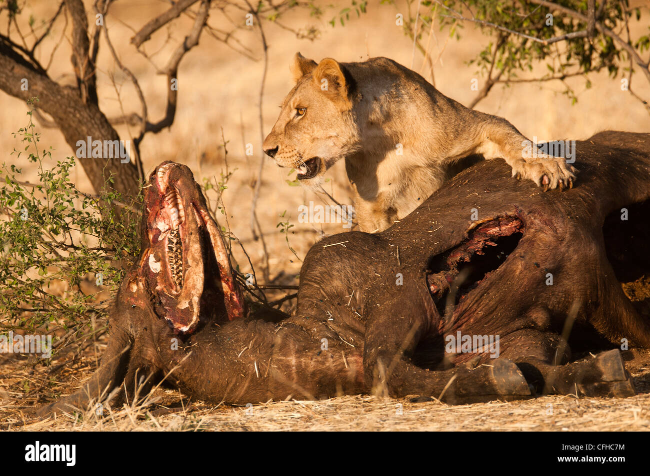 LIon controllare i dintorni mentre l'alimentazione su una bufala mucca Foto Stock