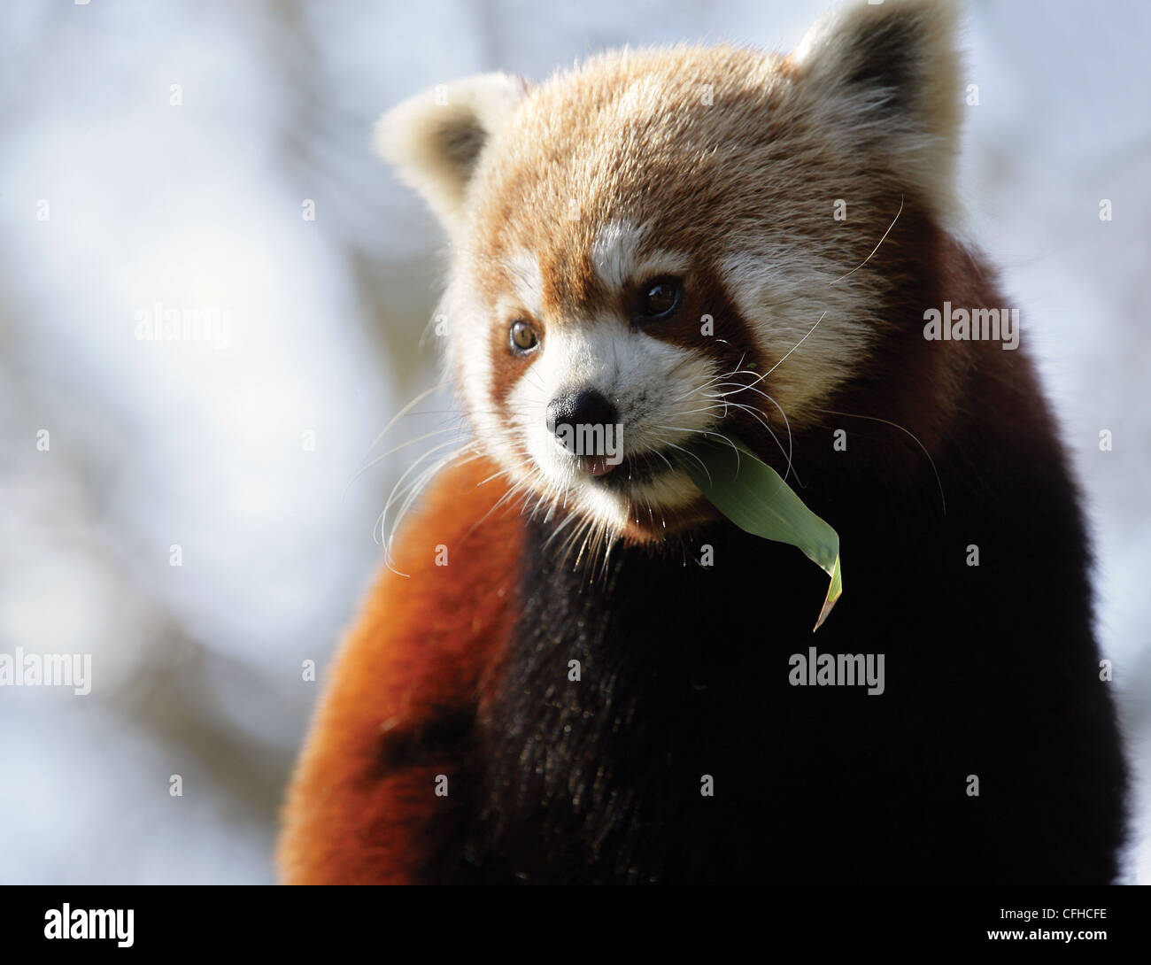 Panda rosso (Ailurus fulgens) alimentazione su foglie di bambù Foto Stock
