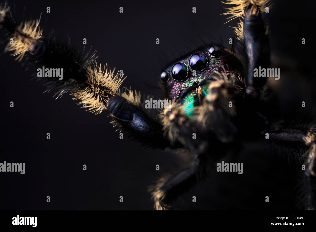 La tettoia Jumping Spider prigioniero maschio, provenienti dal Nord America. Dimensioni < 1 cm Foto Stock