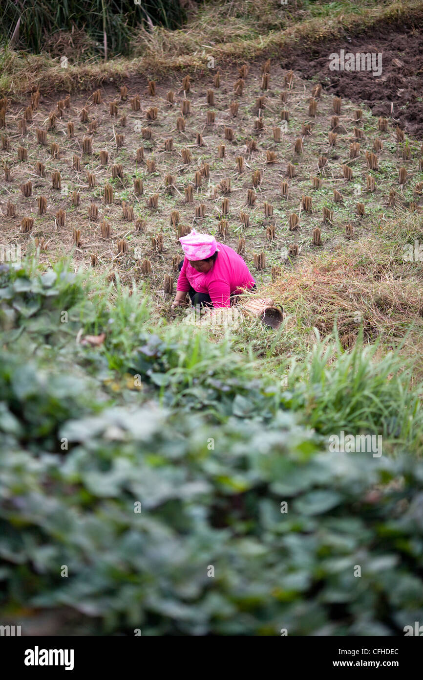 Un agricoltore lavora in Longsheng risaie, Guilin, Cina Foto Stock