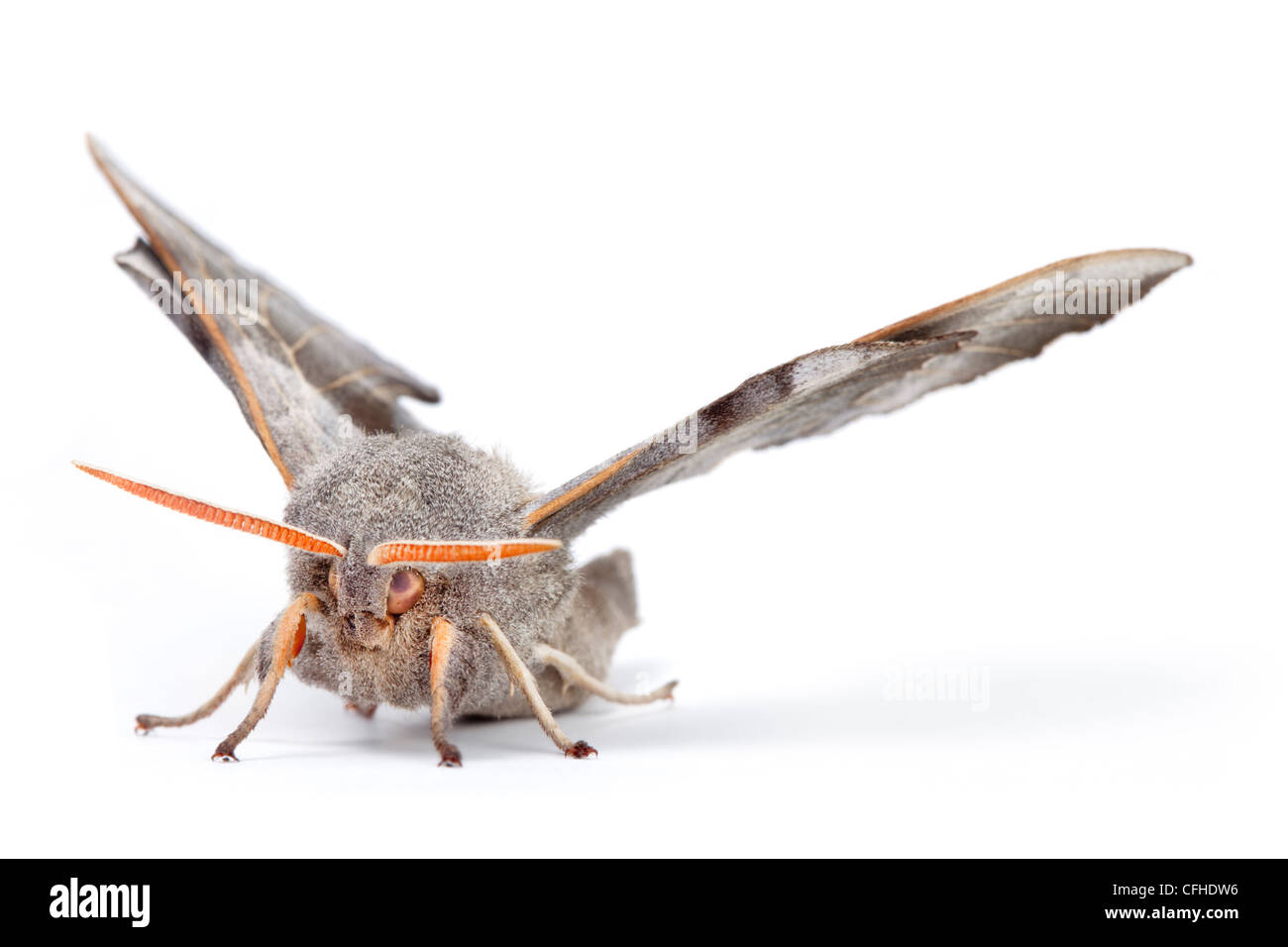 Pioppo maschio Hawkmoth fotografato su uno sfondo bianco. Pembrokeshire, Regno Unito. Luglio. Foto Stock