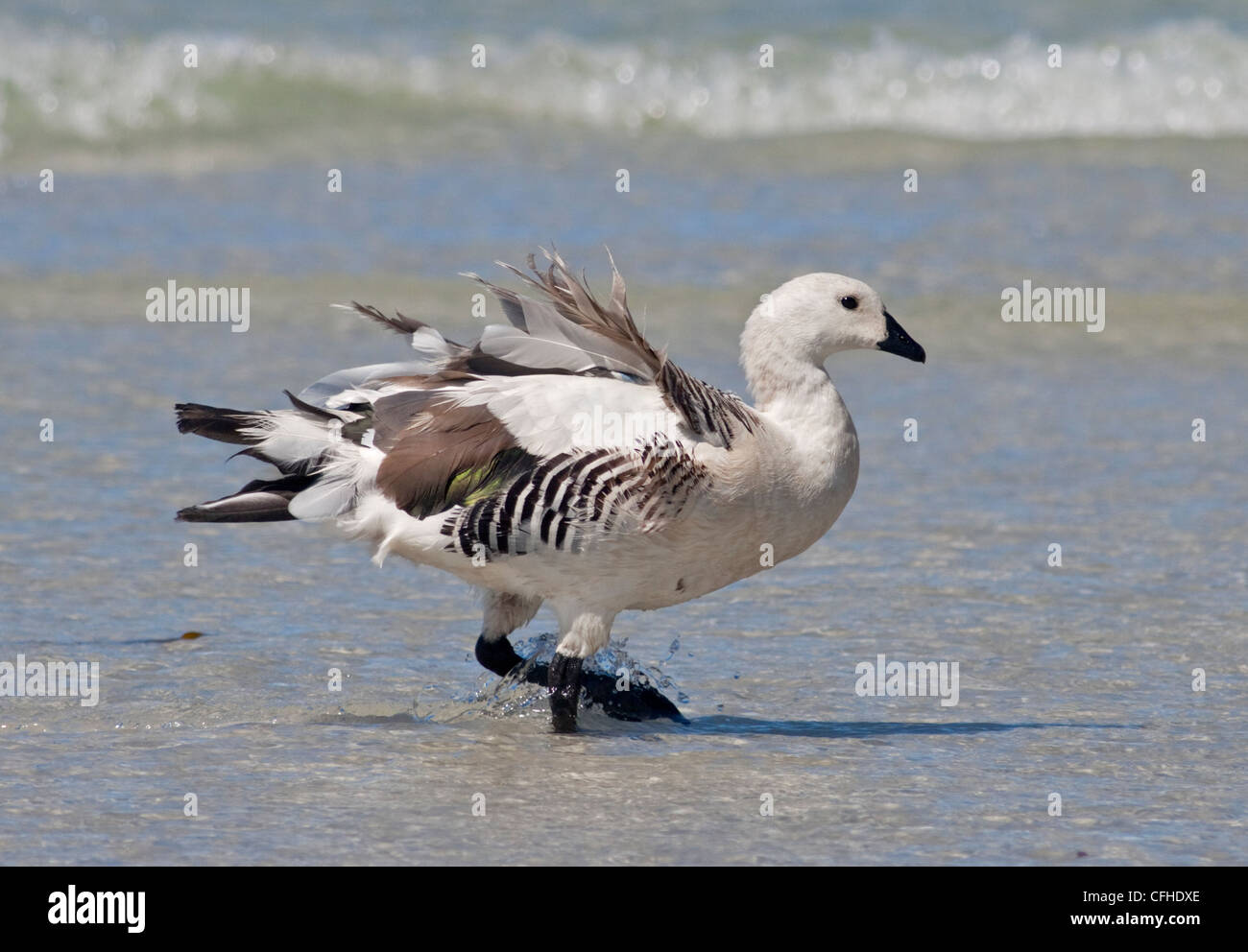 O montane Magellan maschio di oca ( chloephaga picta ), Saunders Island, Falklands Foto Stock