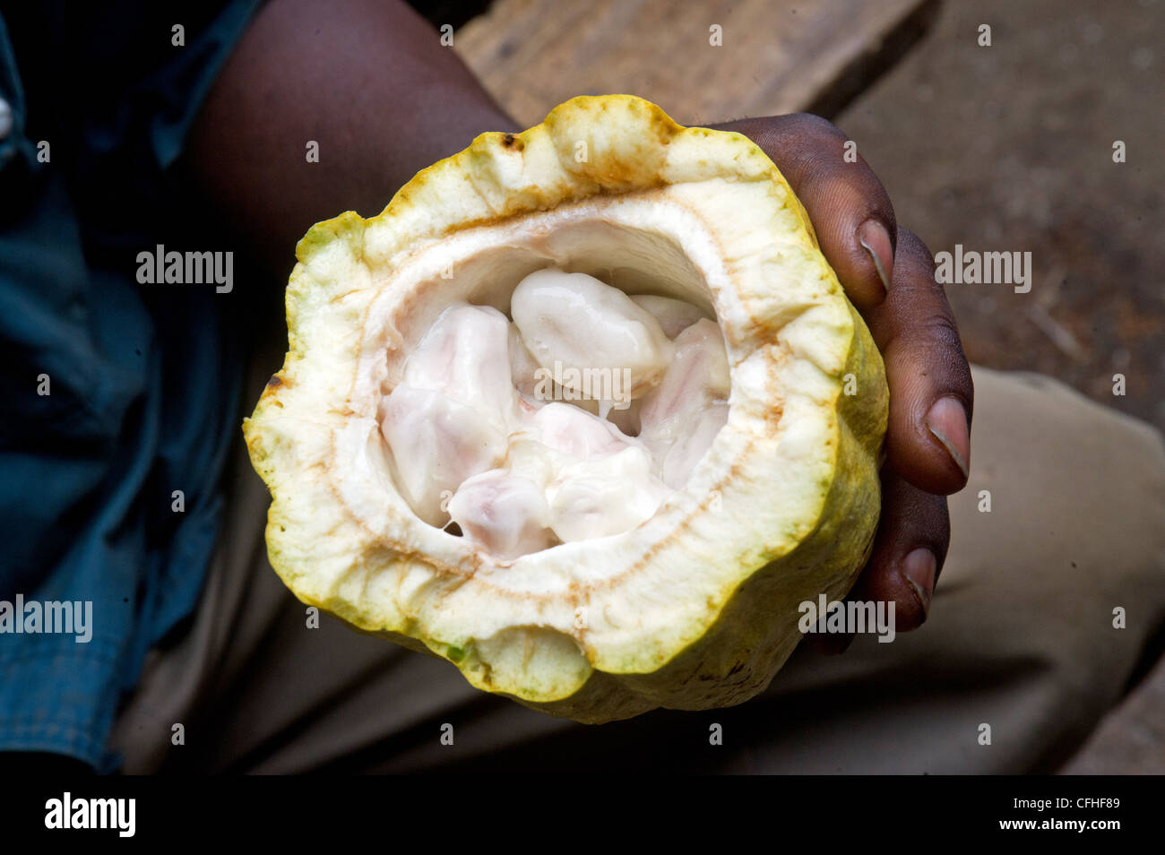 Niente baccelli di cacao immagini e fotografie stock ad alta risoluzione -  Alamy