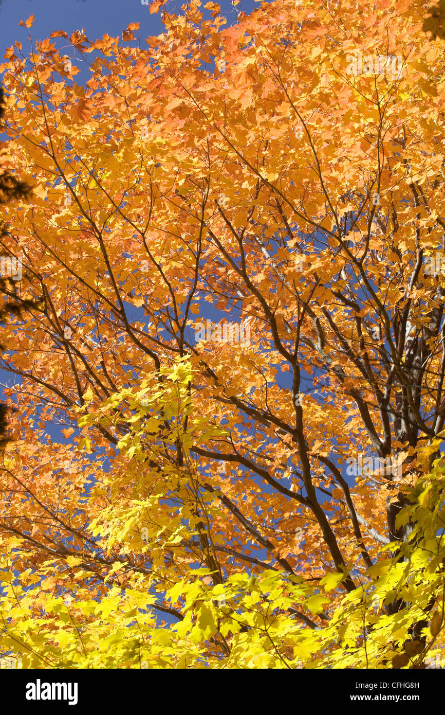 Arancio e giallo Foglie di autunno Foto Stock