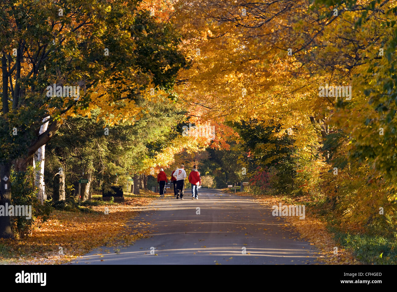 Camminare sotto un baldacchino di autunno Foto Stock