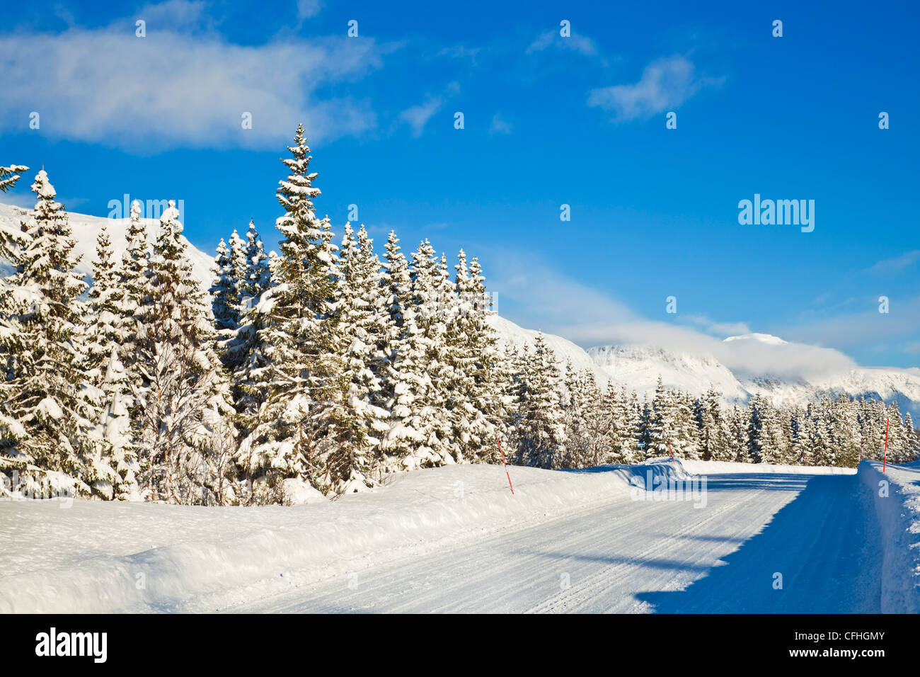 Coperta di neve strada alberata 91 Troms Nord Norvegia Scandinavia Europa Foto Stock