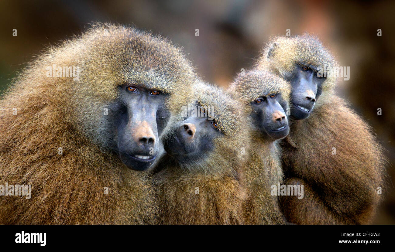 Guinea famiglia di babbuino, Cabarceno, Spagna Foto Stock