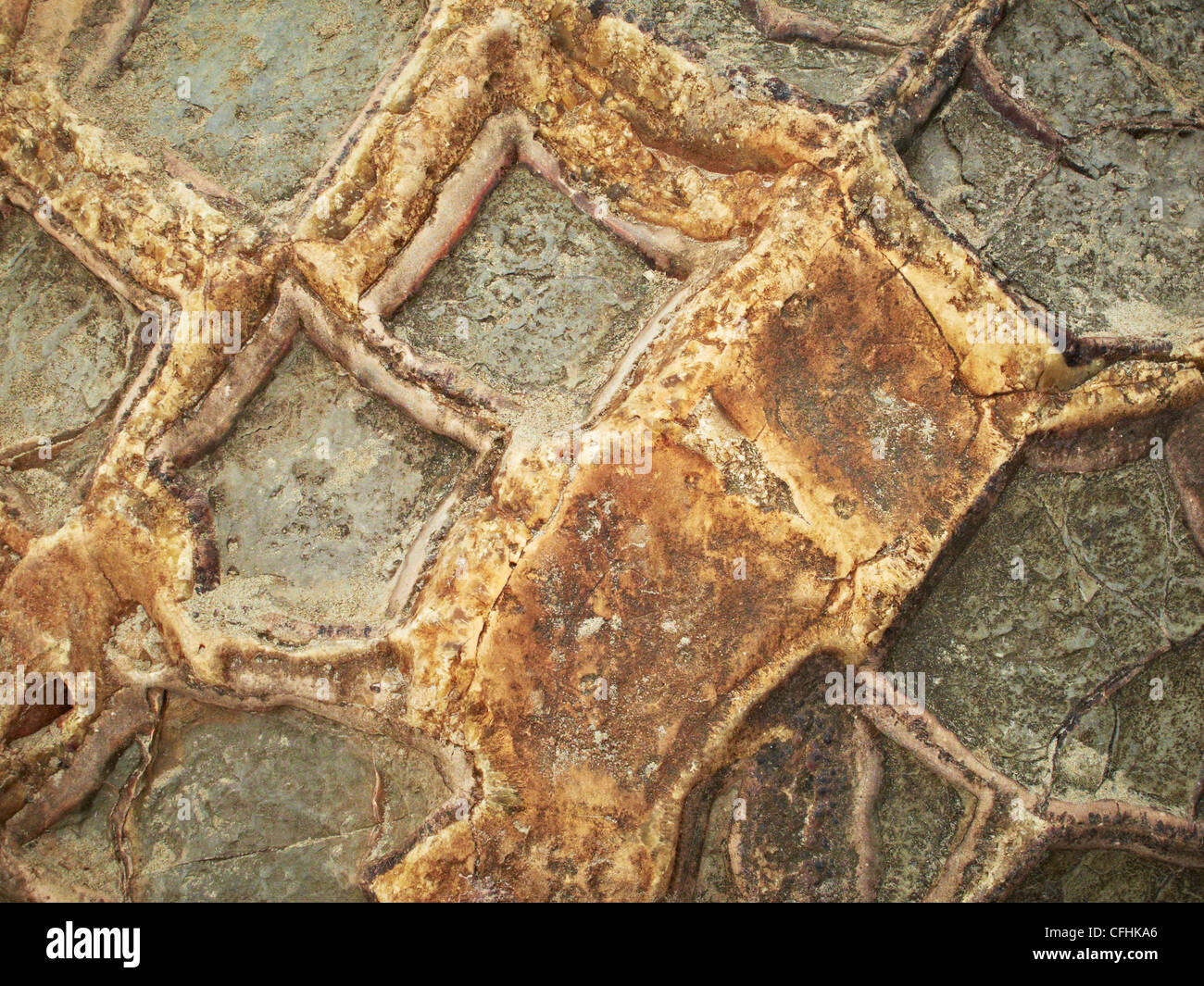 Close up dettaglio di un Moeraki Boulder Nuova Zelanda Foto Stock