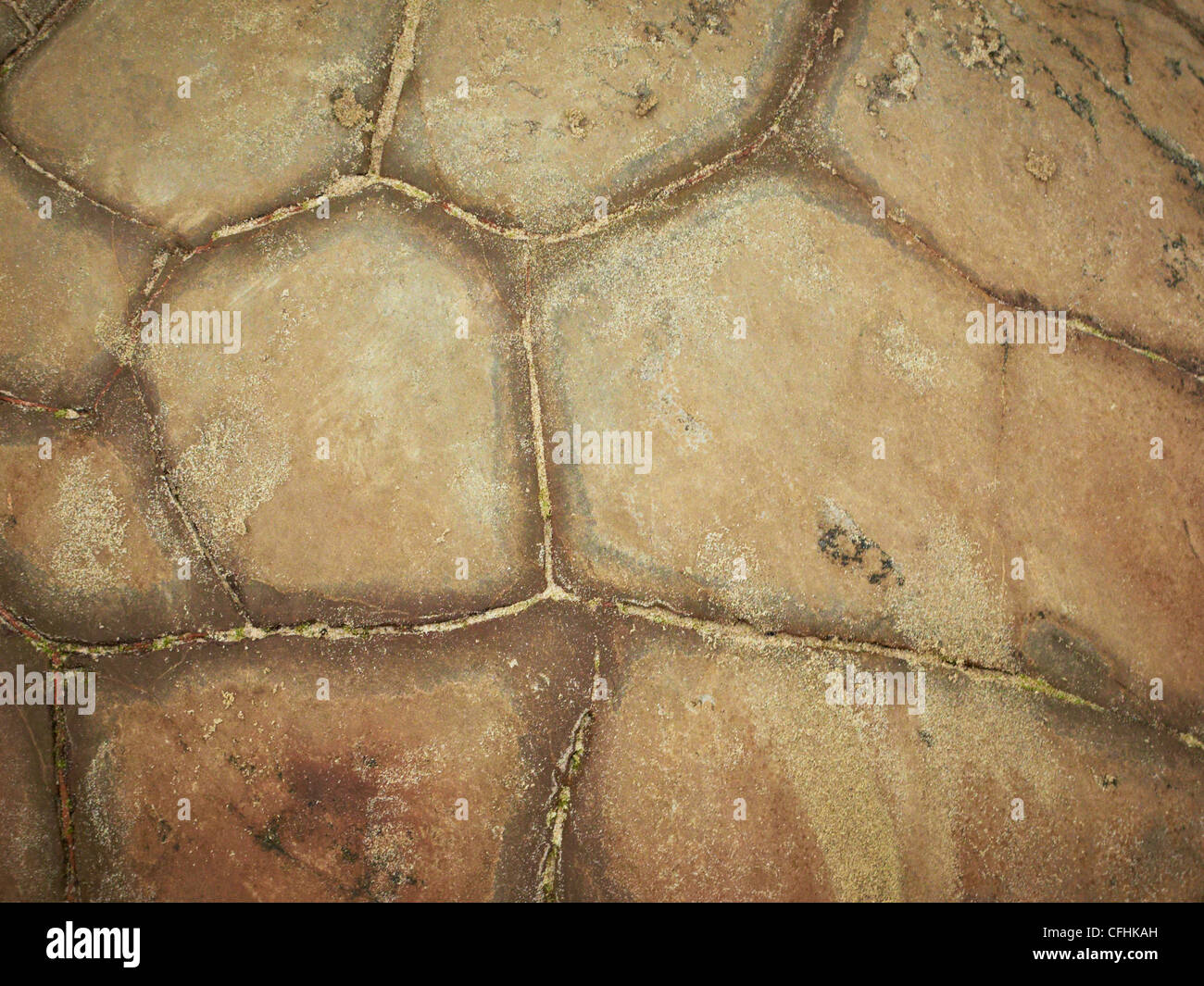 Close up dettaglio di un Moeraki Boulder Nuova Zelanda Foto Stock