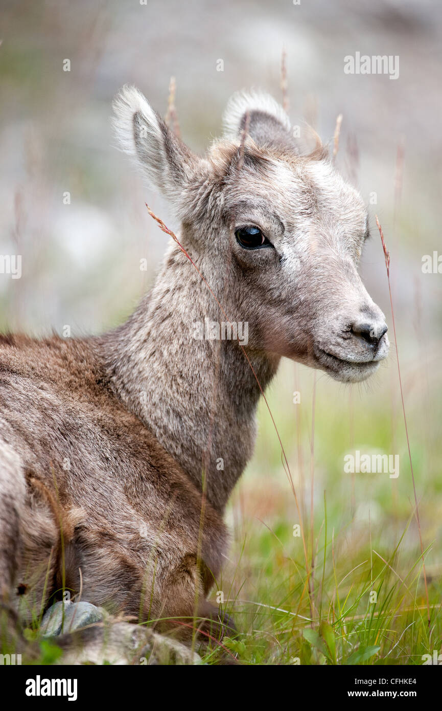 Carino giovane bighorn (lat. (Ovis canadensis) Foto Stock