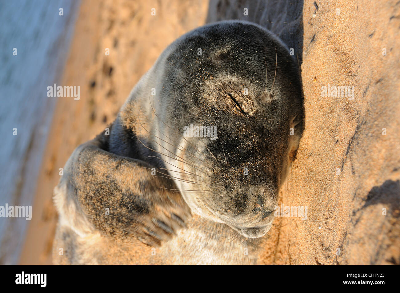 Guarnizione di giovani, Forvie Riserva Naturale, Aberdeenshire Foto Stock