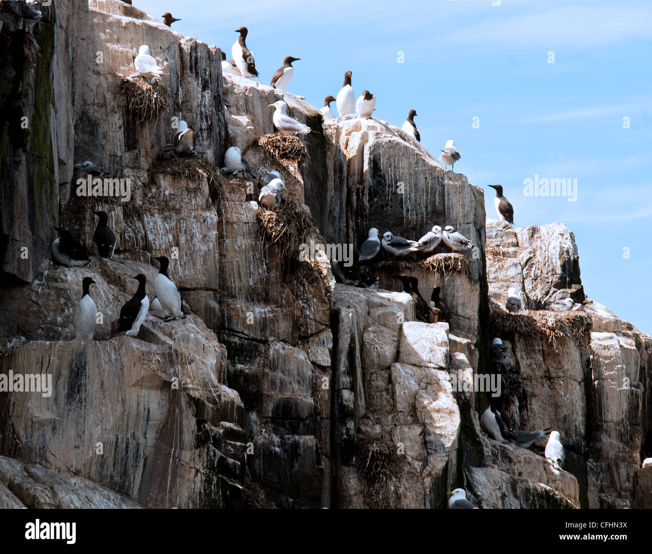 Farne isole di nidificazione di uccelli marini su clifface Foto Stock