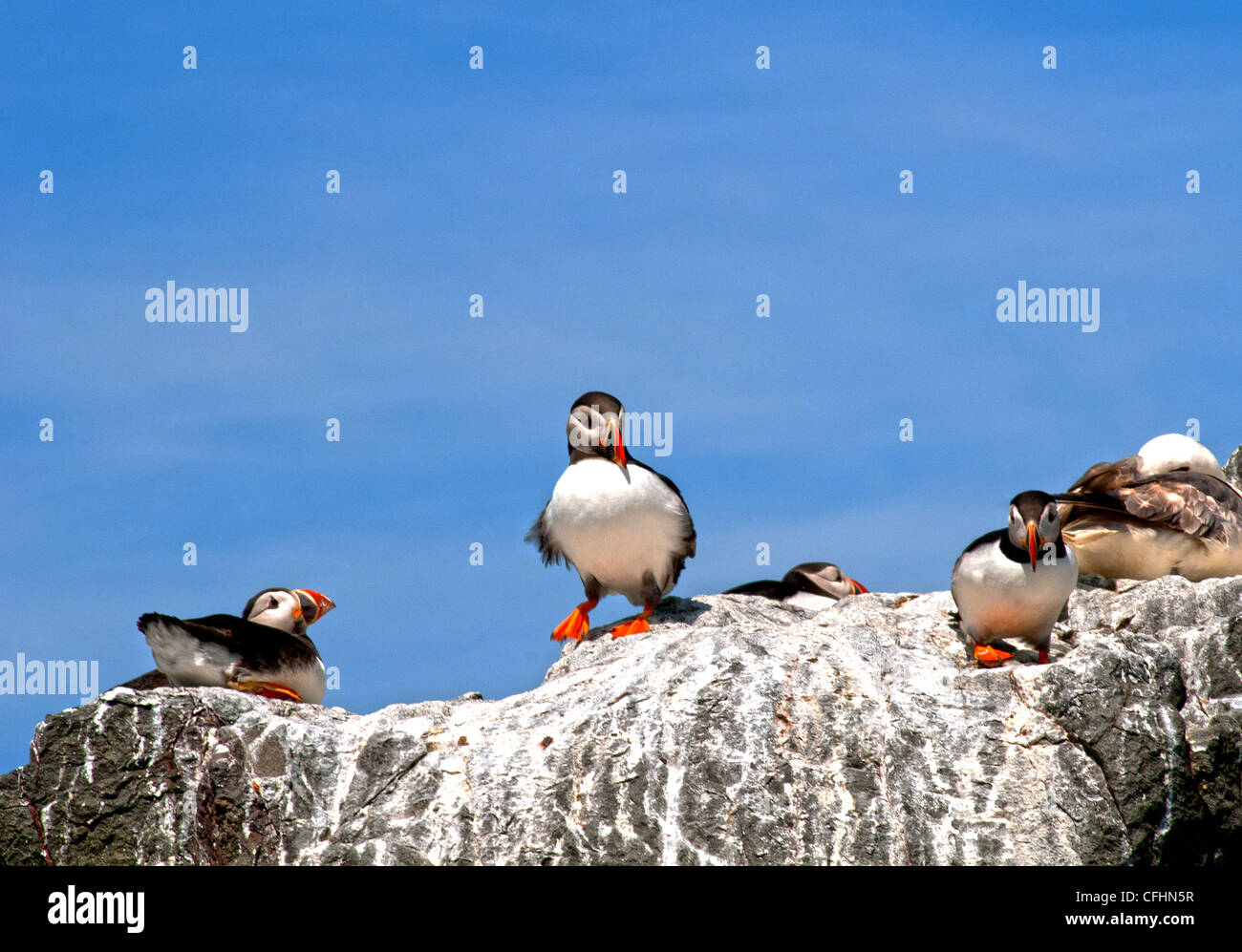 Isole farne i puffini e kittiwake appollaiato sulla cima della roccia Foto Stock