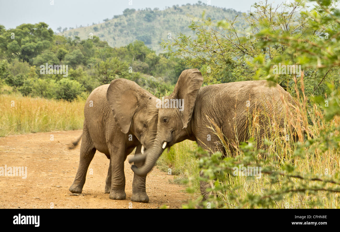 Due giovani elefanti giocando Foto Stock