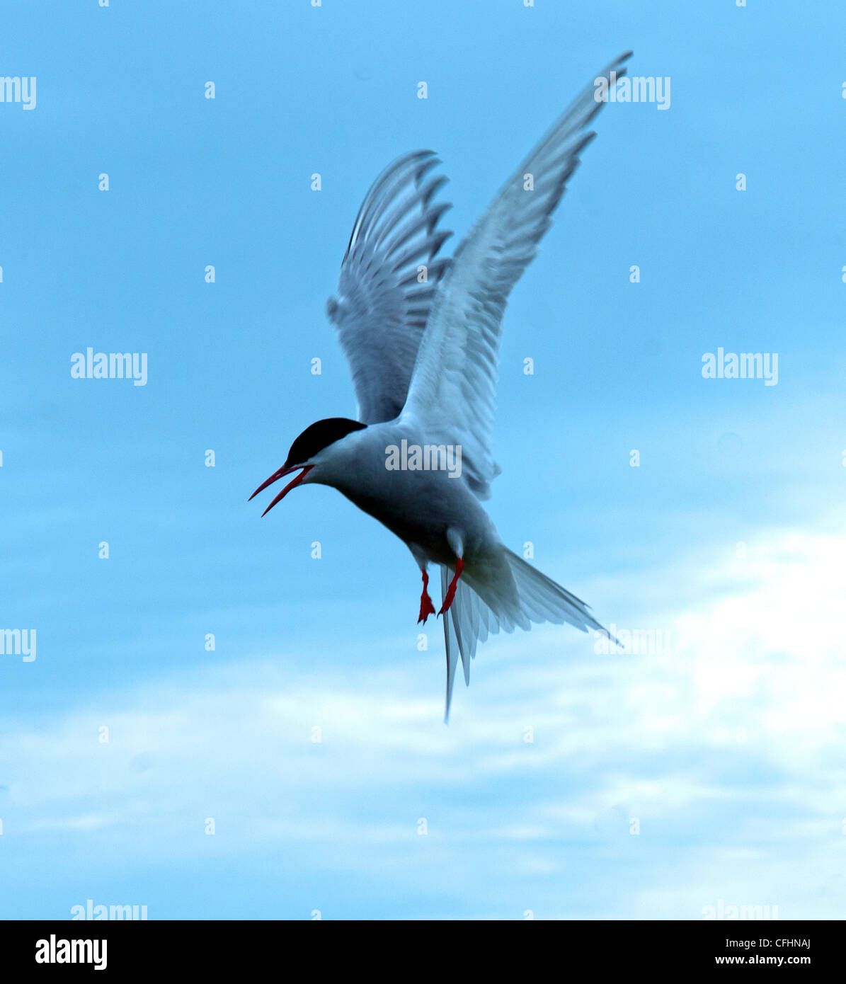 Arctic tern in bilico in volo Foto Stock