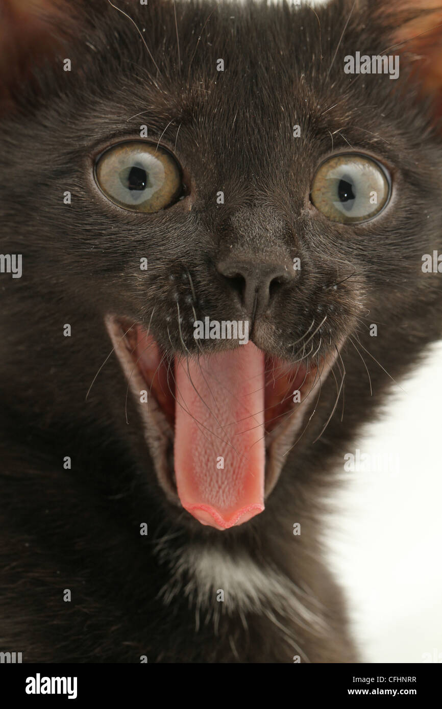Un gattino mostra un aspetto di sorpresa. Foto Stock
