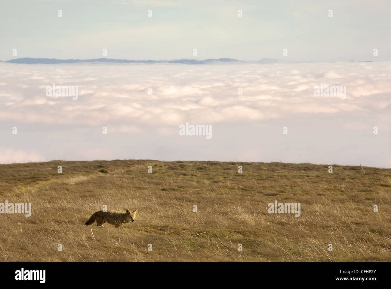 Coyote si erge sopra le nuvole Foto Stock