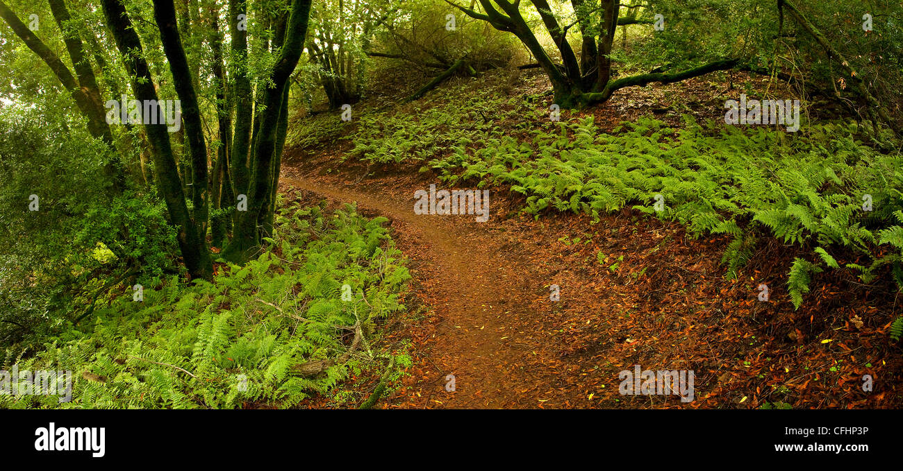 Percorso a piedi attraverso la magica, fern-foresta riempito Foto Stock