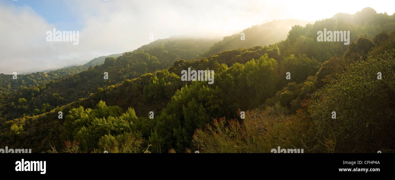 Panorama tipico della California centrale dei boschi di una mattinata nebbiosa Foto Stock