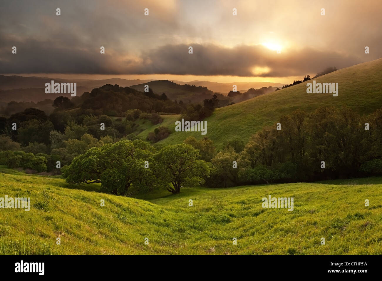 Un bellissimo tramonto su un tipico del territorio collinare California oak prati in primavera su nebbioso giorno Foto Stock