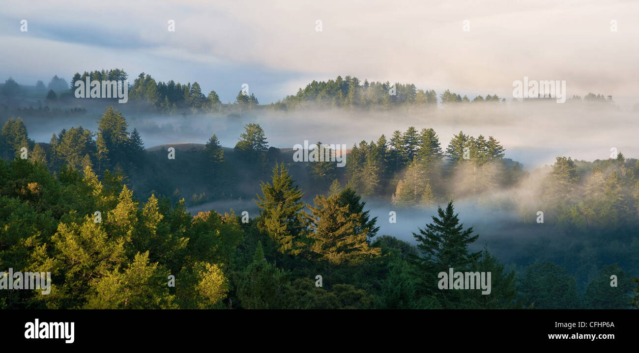 Un panorama di una nebbia California foresta sempreverde, consistente di redwoods e pini, all alba nelle montagne di Santa Cruz Foto Stock