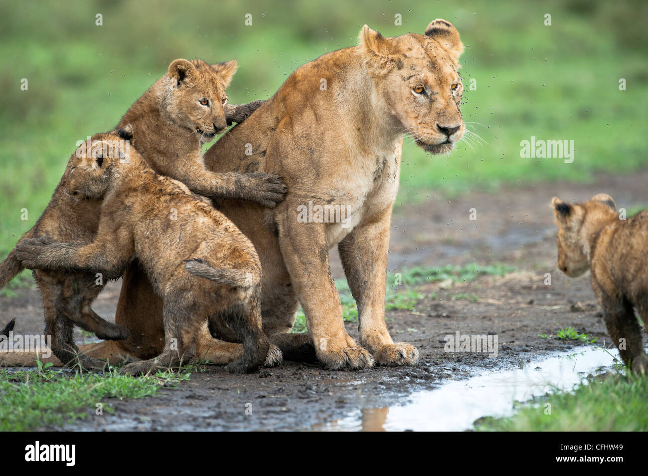 Femmina di leone africano con 4 mese vecchi lupetti, grande palude, Ndutu, Serengeti, Tanzania Foto Stock