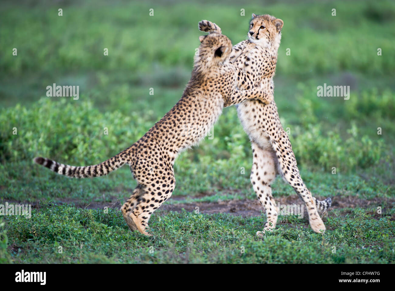 Giovani Cheetah cubs giocando, Ndutu, Serengeti, Tanzania Foto Stock